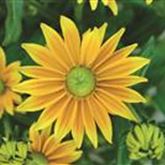 Sonnenhut 'Summerdaisy's® Green Sun'