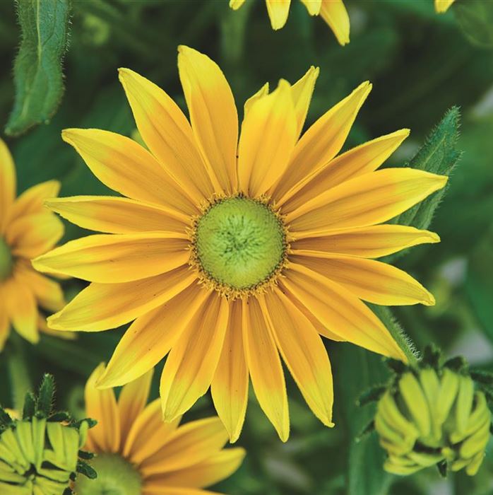 Sonnenhut 'Summerdaisy's® Green Sun'