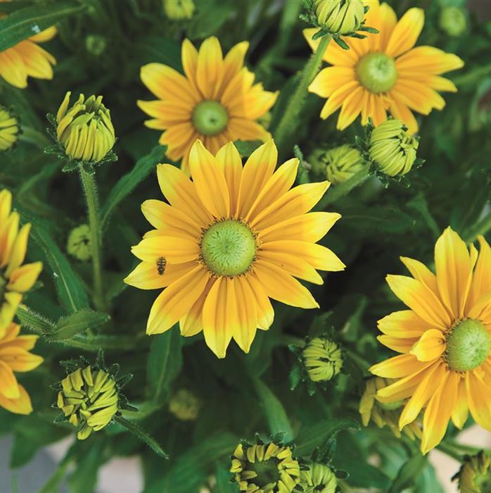 Sonnenhut 'Summerdaisy's® Green Sun'