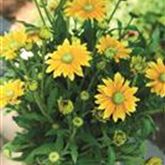 Sonnenhut 'Summerdaisy's® Green Sun'