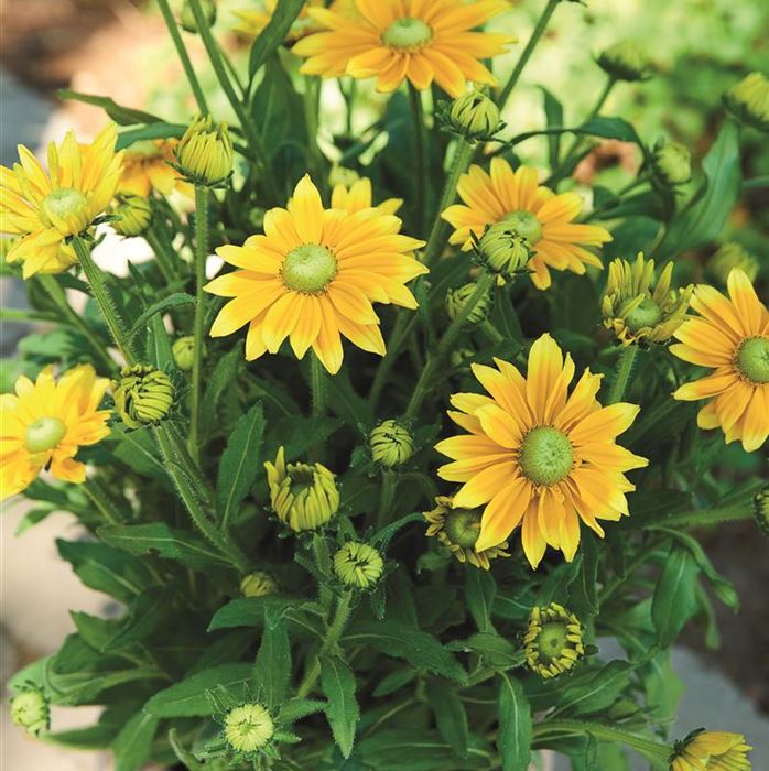 Sonnenhut 'Summerdaisy's® Green Sun'