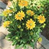 Sonnenhut 'Summerdaisy's® Green Sun'