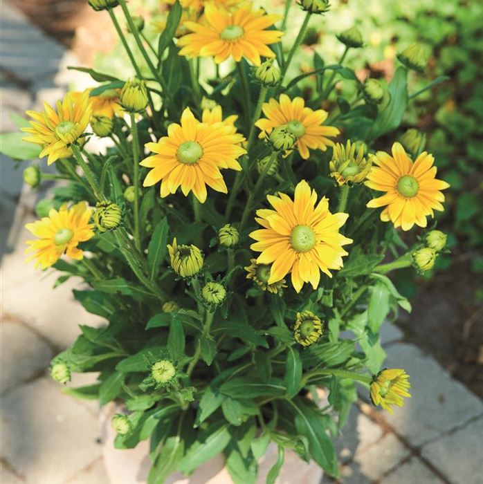 Sonnenhut 'Summerdaisy's® Green Sun'