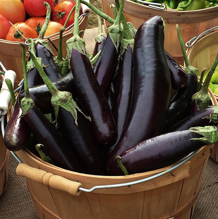 Topfaubergine 'Molongio'