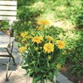 Sonnenhut 'Summerdaisy's® Green Sun'