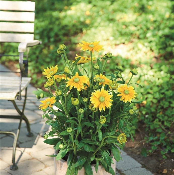 Sonnenhut 'Summerdaisy's® Green Sun'