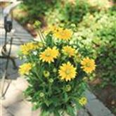 Sonnenhut 'Summerdaisy's® Green Sun'