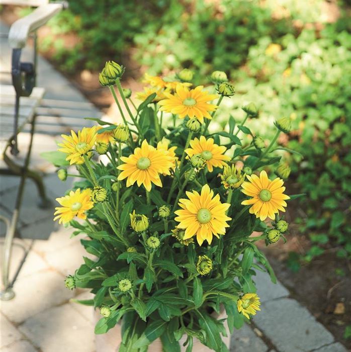 Sonnenhut 'Summerdaisy's® Green Sun'