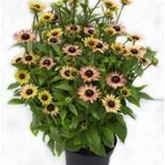 Sonnenhut 'Summerdaisy's® Pink & Lemon'