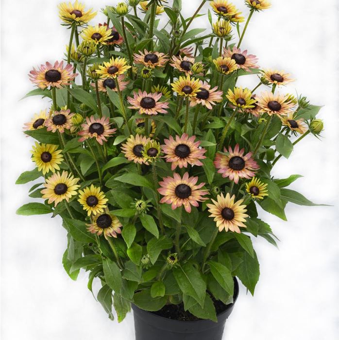 Sonnenhut 'Summerdaisy's® Pink & Lemon'