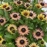 Sonnenhut 'Summerdaisy's® Pink & Lemon'