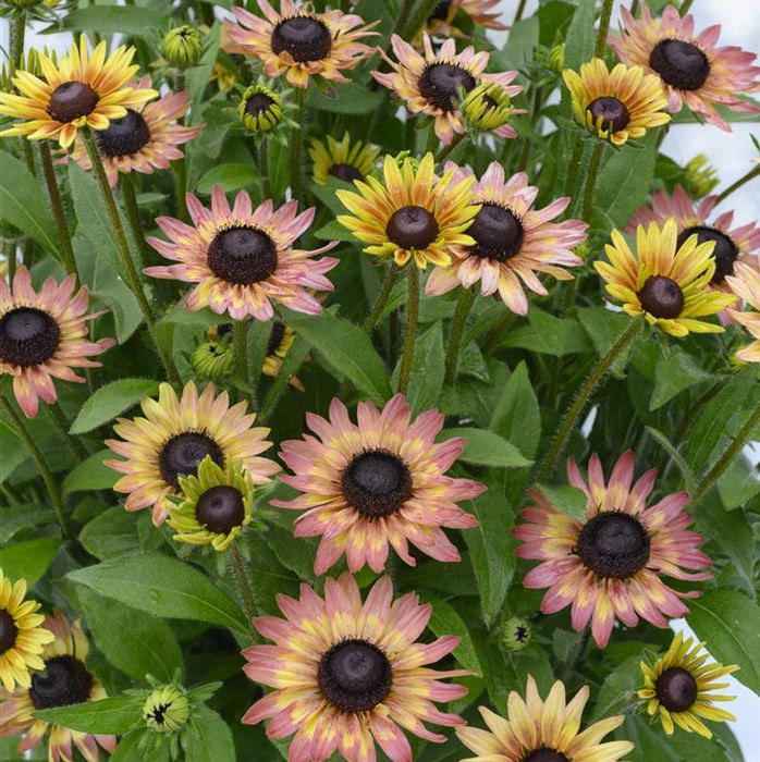 Sonnenhut 'Summerdaisy's® Pink & Lemon'