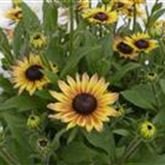 Sonnenhut 'Summerdaisy's® Pink & Lemon'