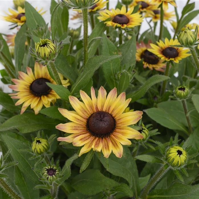 Sonnenhut 'Summerdaisy's® Pink & Lemon'