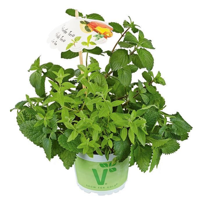 Kräuter-Trio Ice Tea