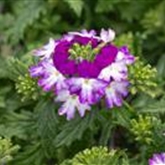 Verbene 'Vectura® Blue Wing'