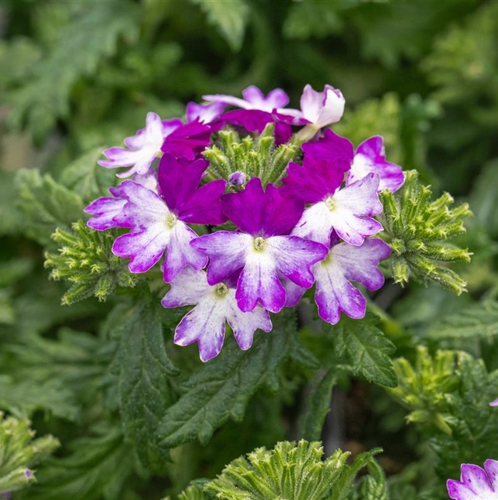 Verbene 'Vectura® Blue Wing'