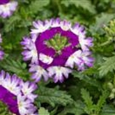 Verbene 'Vectura® Blue Wing'