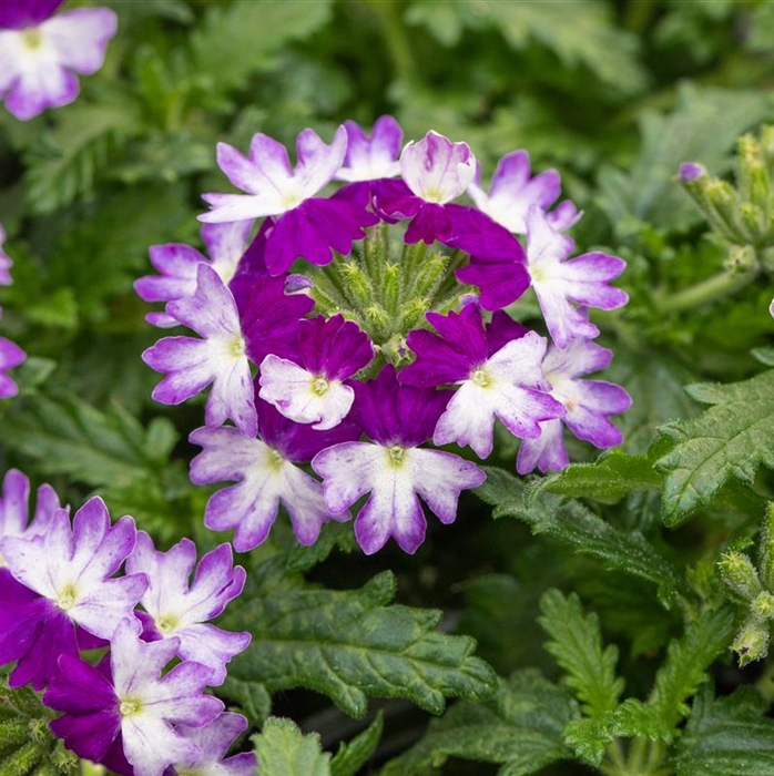 Verbene 'Vectura® Blue Wing'