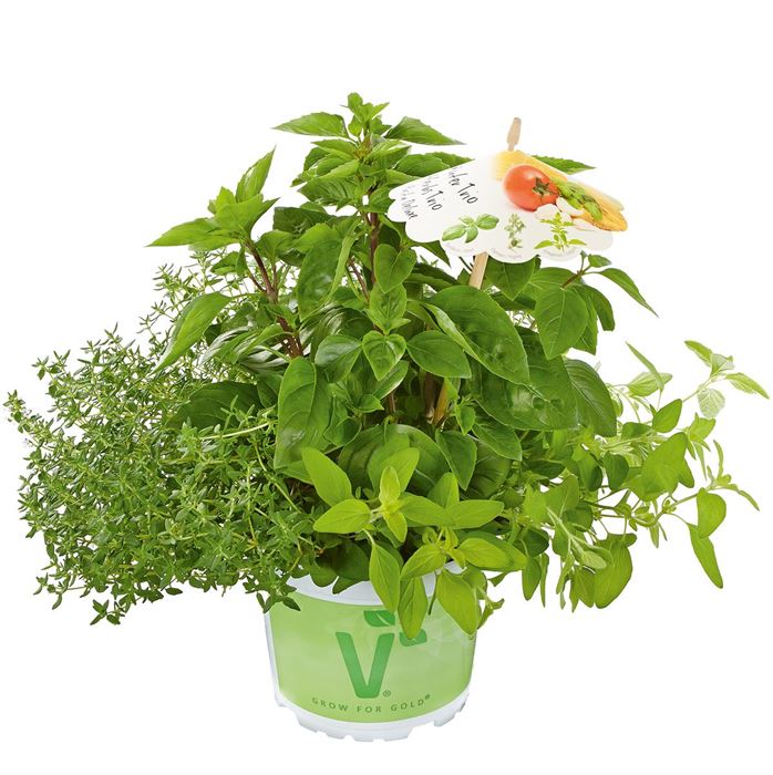 Kräuter-Trio Pasta Deluxe