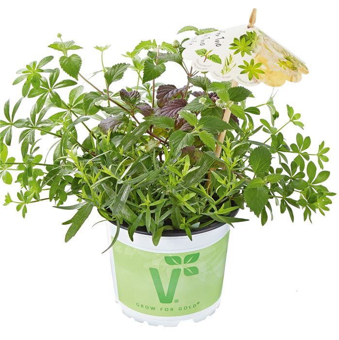 Kräuter-Trio Punch Fix