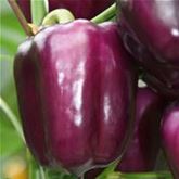 Lila Blockpaprika 'Beluga® Lilac'