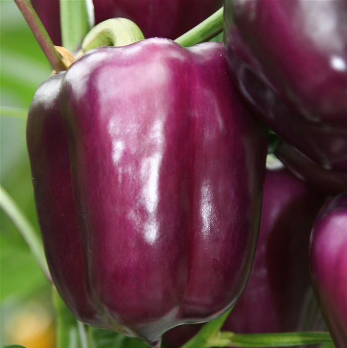 Lila Blockpaprika 'Beluga® Lilac'