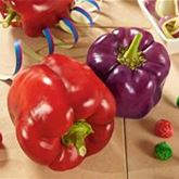 Lila Blockpaprika 'Beluga® Lilac'