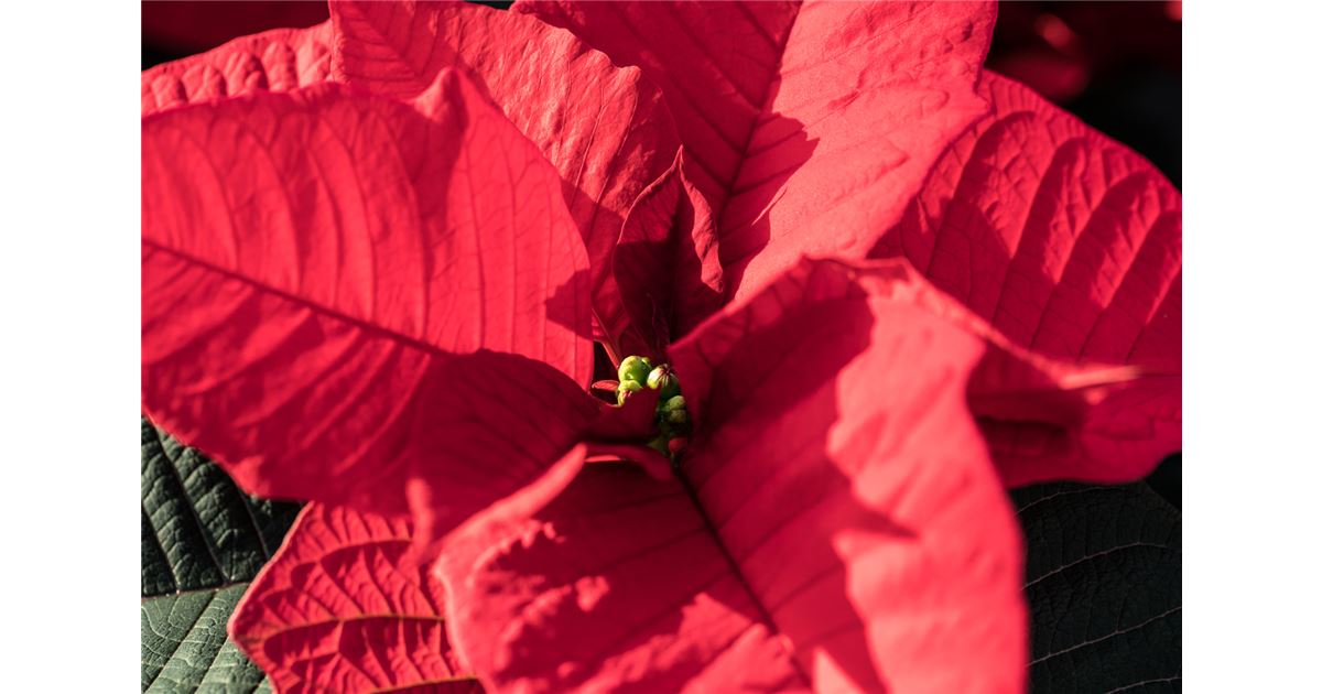 Wie werden Weihnachtssterne rot?