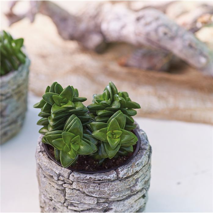 Felsen-Dickblatt 'Springtime'