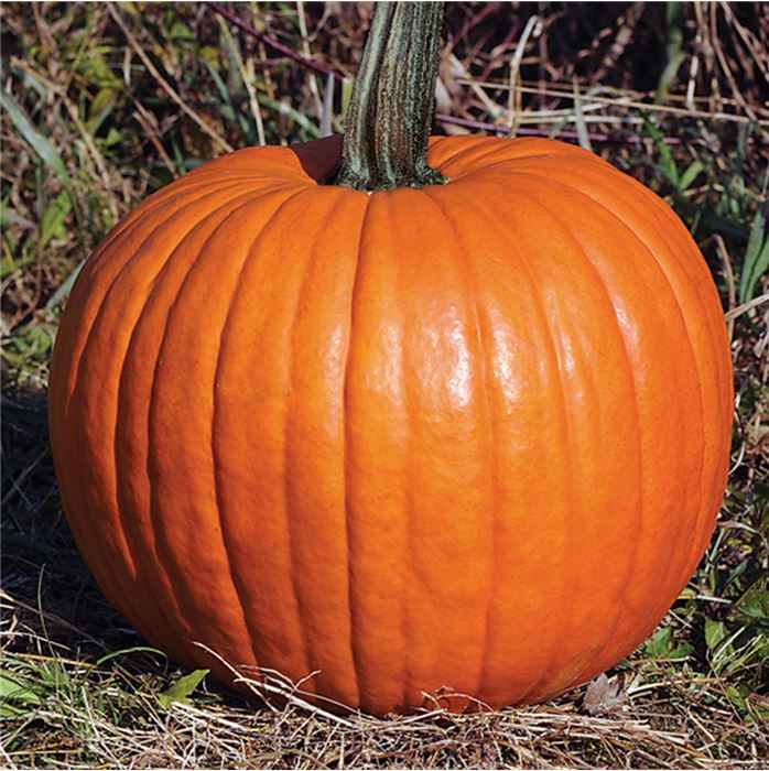 Halloween Pflanze (Schnitz- und Speisekürbis) 'Racer Plus'