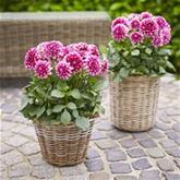 Dahlie 'Lubega® Power Burgundy & White'