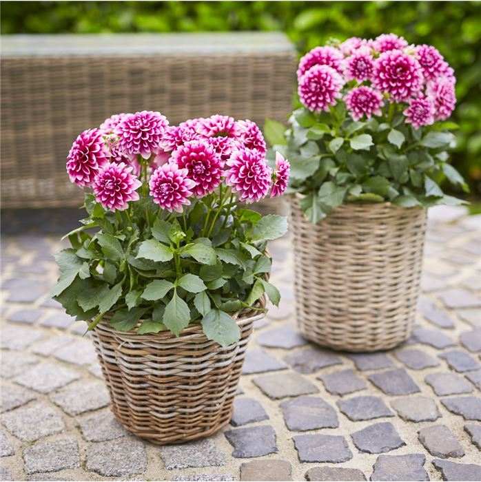 Dahlie 'Lubega® Power Burgundy & White'