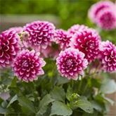 Dahlie 'Lubega® Power Burgundy & White'