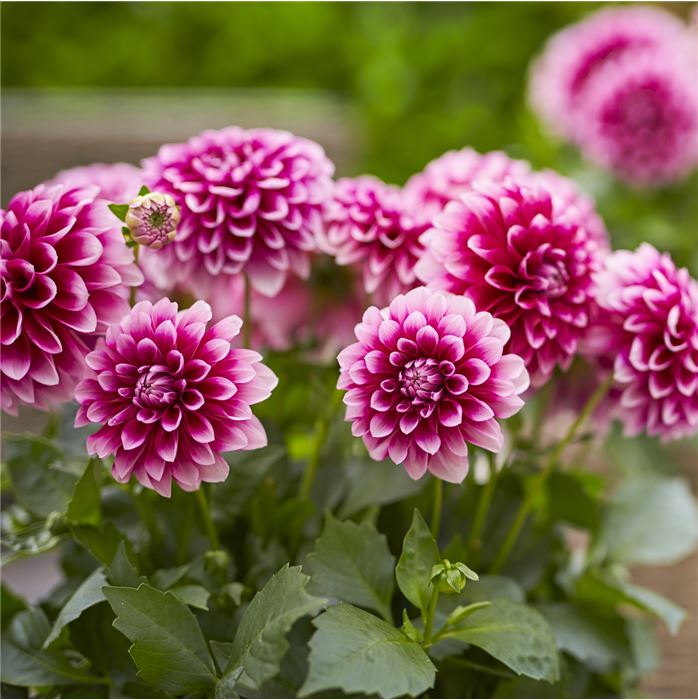 Dahlie 'Lubega® Power Burgundy & White'