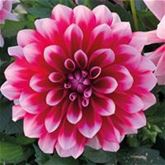 Dahlie 'Lubega® Power Burgundy & White'