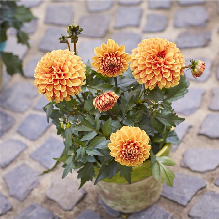 Dahlie 'Lubega® Power Choco Orange'
