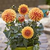 Dahlie 'Lubega® Power Choco Orange'