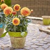 Dahlie 'Lubega® Power Choco Orange'