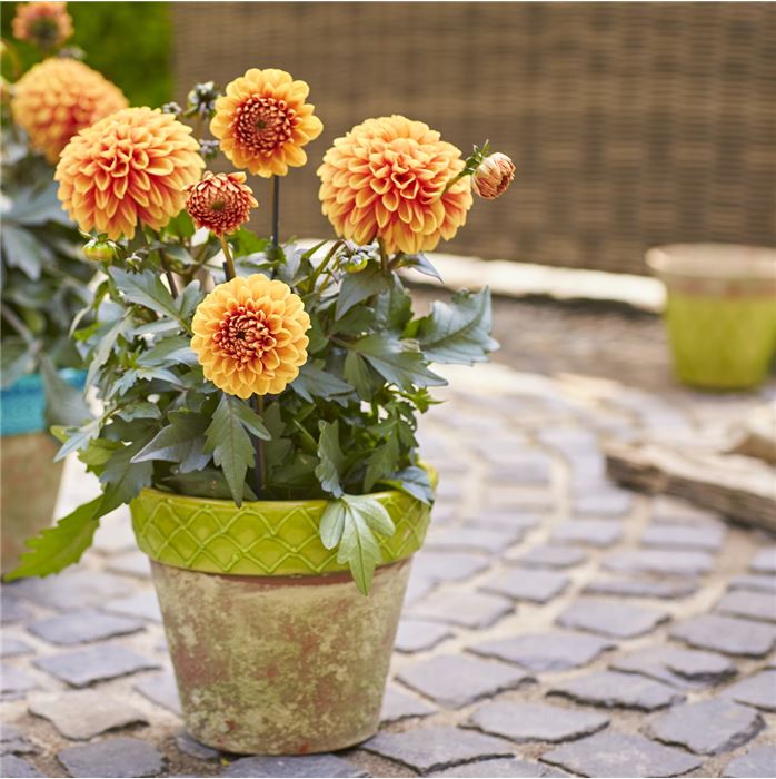 Dahlie 'Lubega® Power Choco Orange'