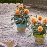 Dahlie 'Lubega® Power Choco Orange'