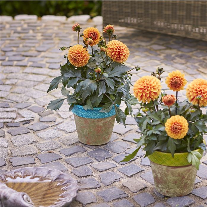 Dahlie 'Lubega® Power Choco Orange'