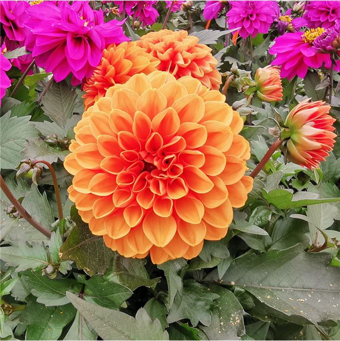 Dahlie 'Lubega® Power Choco Orange'