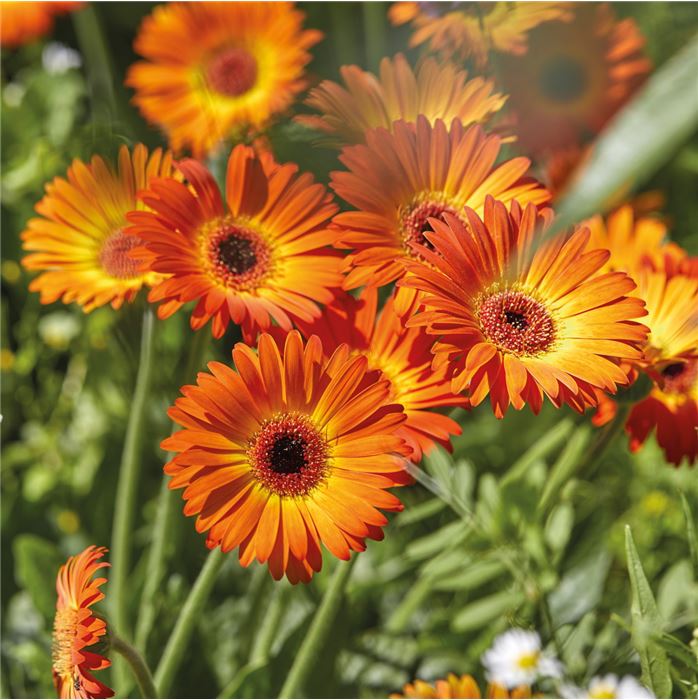 Gerbera 'Garvinea® Sweet Sunset'