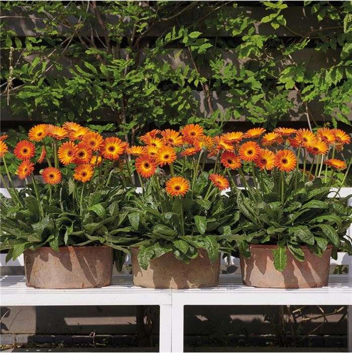 Gerbera 'Garvinea® Sweet Sunset'