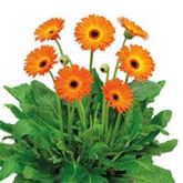 Gerbera 'Garvinea® Sweet Sunset'