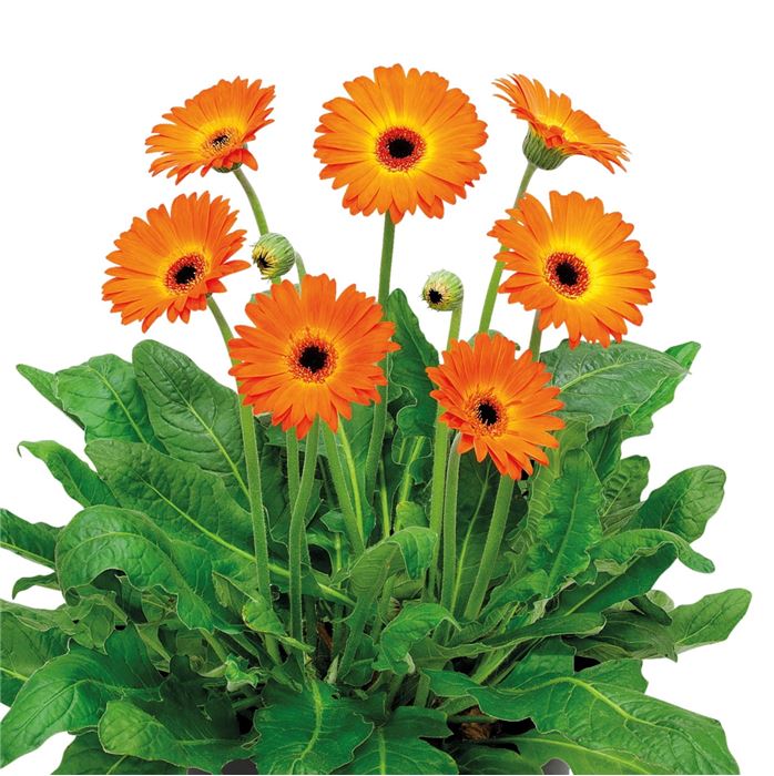 Gerbera 'Garvinea® Sweet Sunset'
