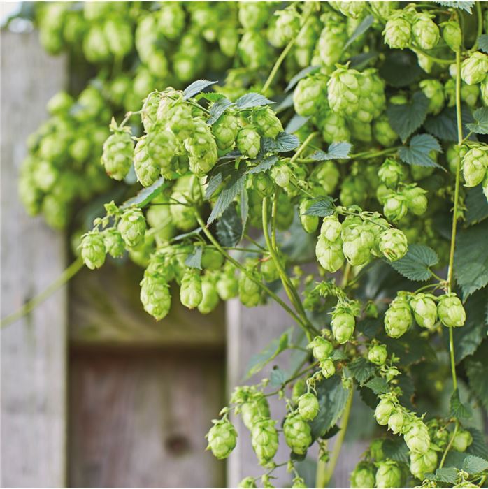 Echter Bier-Hopfen 'Jupiter®'