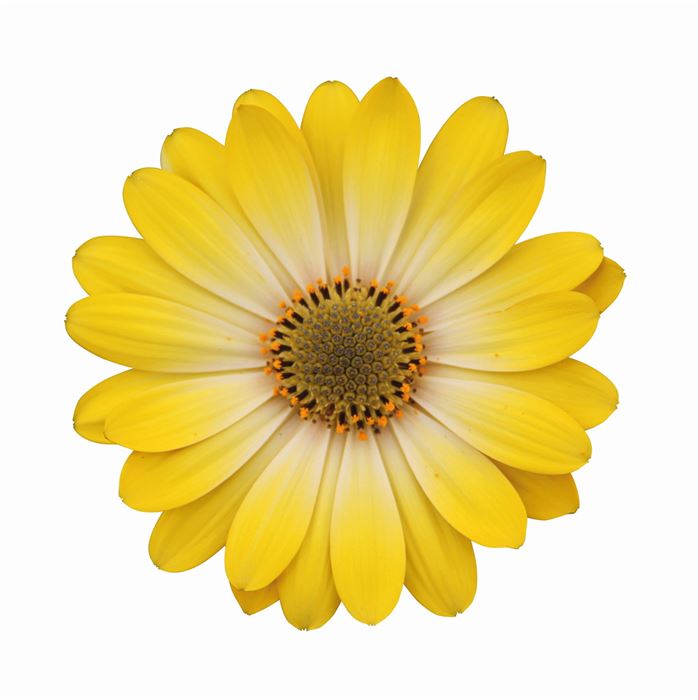 Kapkörbchen 'Erato® Yellow with Eye'