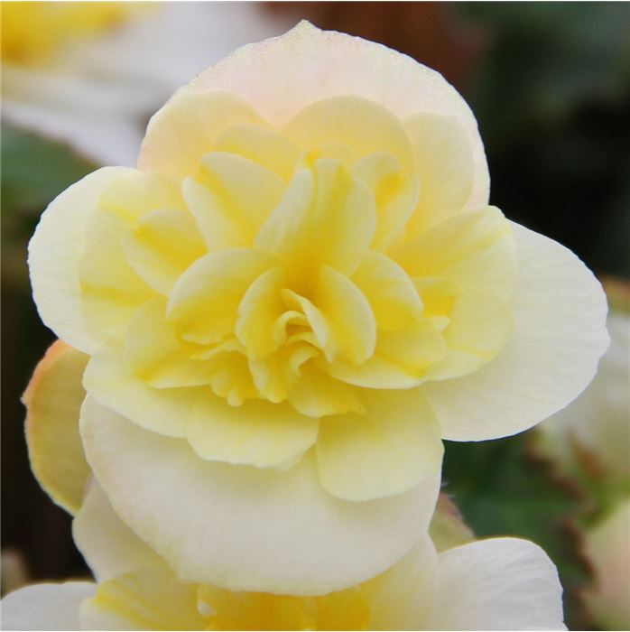 Mulitflora-Begonie 'Beluga® Lime'